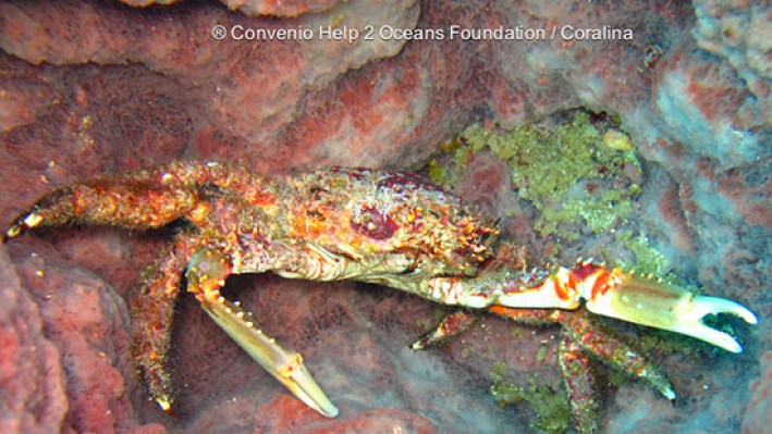 True Crabs (51)